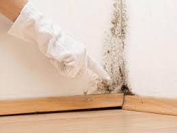 Mold Documentation for Insurance Claims in North Salt Lake, UT